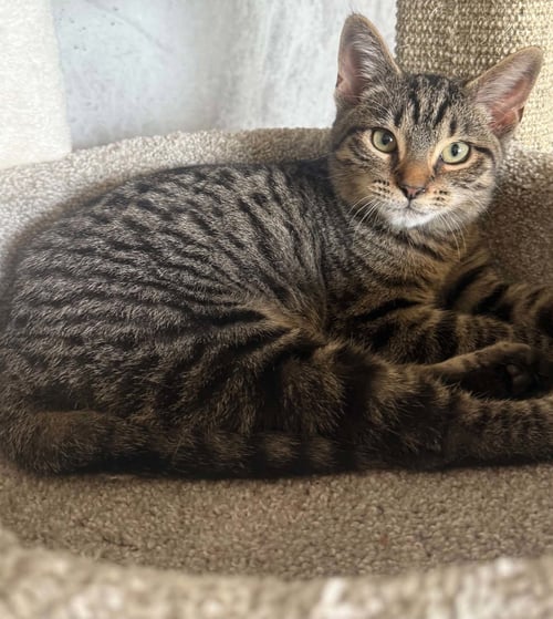 *OCTOBER - Domestic Short Hair for adoption in Lynchburg