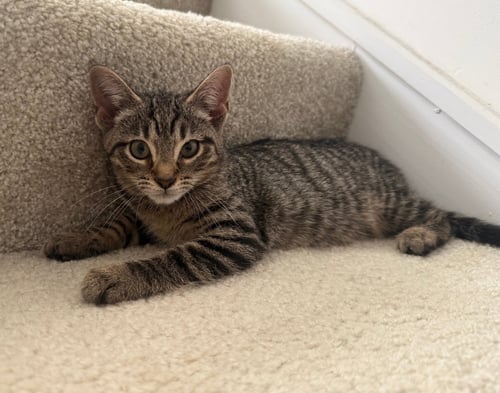 *OCTOBER - Domestic Short Hair available for adoption