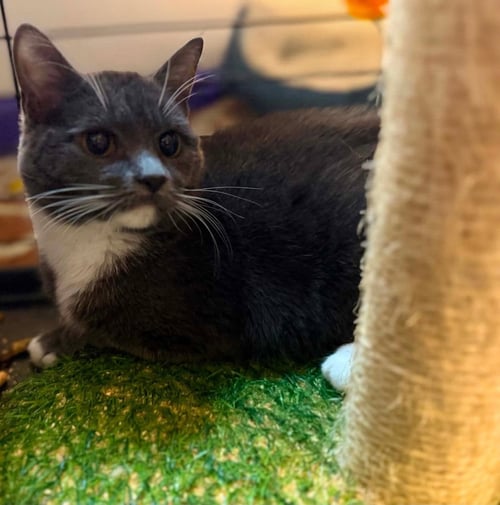 *MUSHROOM - Domestic Short Hair available for adoption