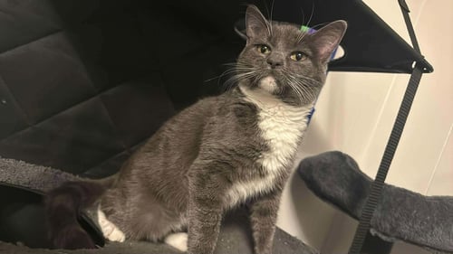 *MUSHROOM - Domestic Short Hair available for adoption