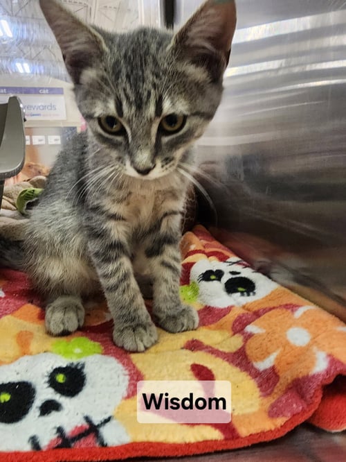 *WISDOM - Domestic Short Hair available for adoption