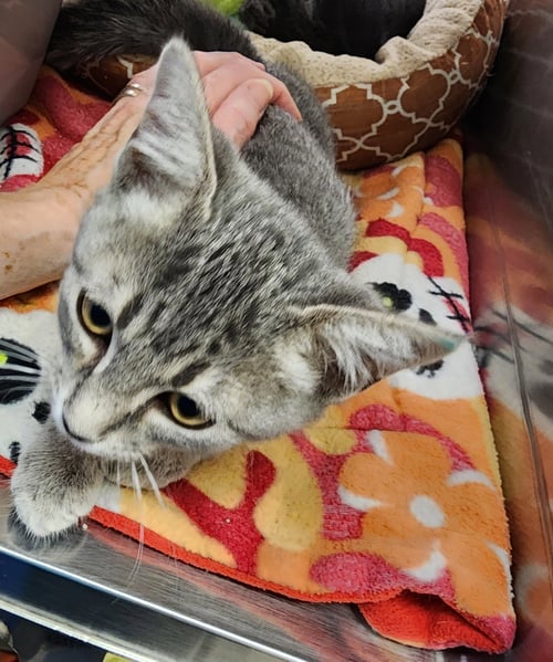 *WISDOM - Domestic Short Hair available for adoption