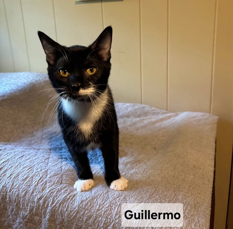 *Guillermo Image