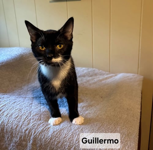 *GUILLERMO - Domestic Short Hair available for adoption