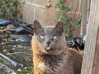*Gray Mama - Courtesy Post - Photo 3