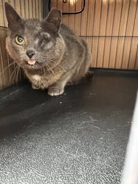 *Gray Mama - Courtesy Post - Photo 2
