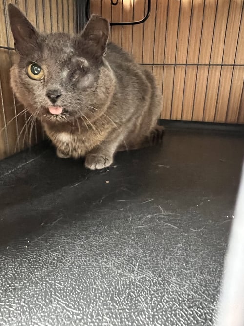 *GRAY MAMA - COURTESY POST - Domestic Short Hair available for adoption