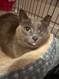 *Gray Mama - Courtesy Post - Photo 1