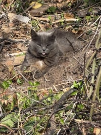 *Gray Mama - Courtesy Post - Photo 4