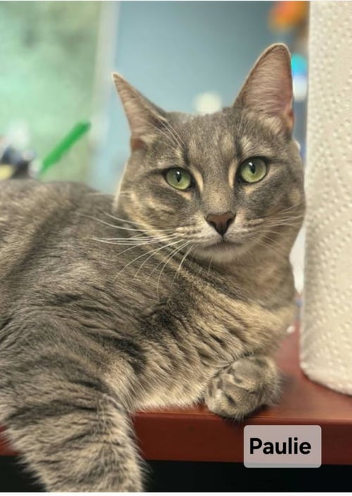*PAULIE GIRL - Domestic Short Hair available for adoption