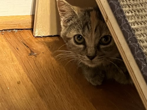 *MAYSILEE - Domestic Medium Hair available for adoption