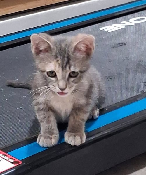 *MIA - Dilute Calico / Tabby for adoption in Lynchburg