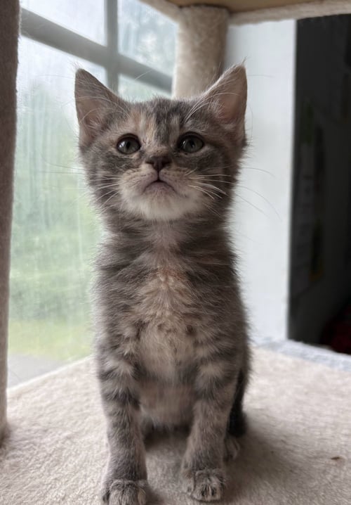 *MIA - Dilute Calico / Tabby available for adoption