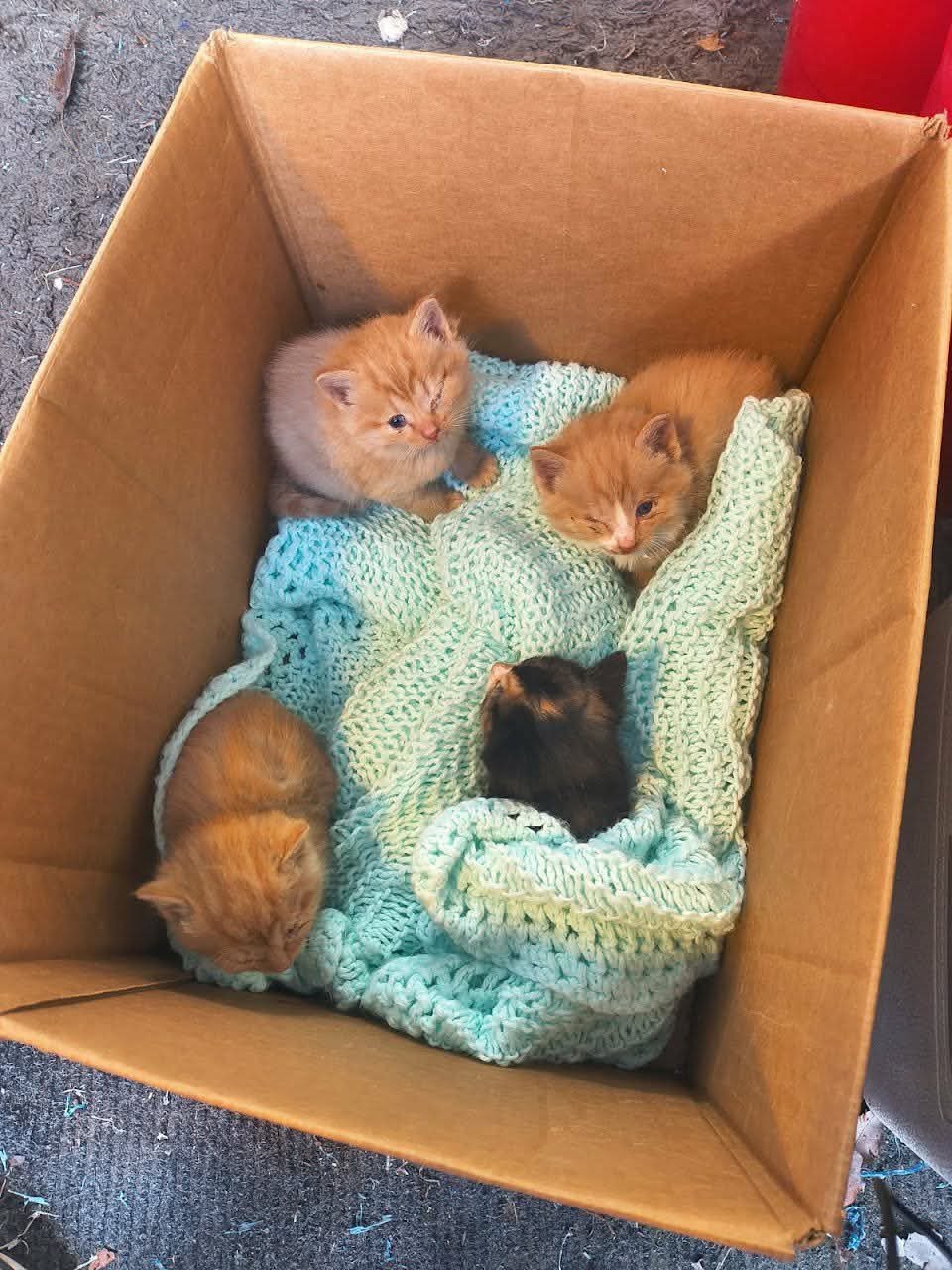 *POTATO - Domestic Short Hair available for adoption