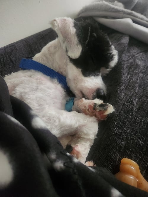 LEO - Poodle (unknown type) available for adoption