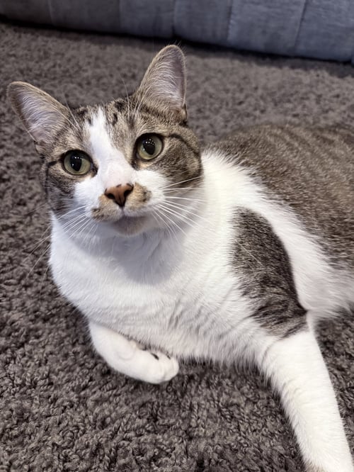 *MAX - Domestic Short Hair available for adoption