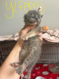 *Buttercup - Photo 3
