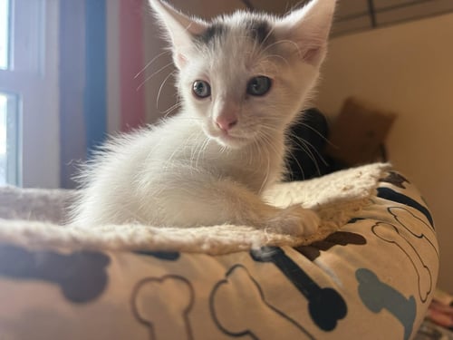 *ARROW - Domestic Short Hair available for adoption