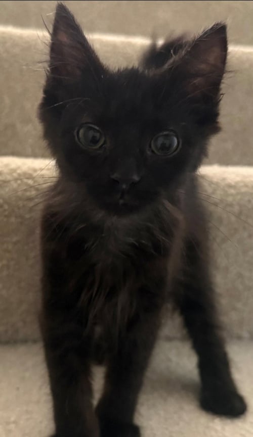 *VIOLET - Domestic Medium Hair available for adoption