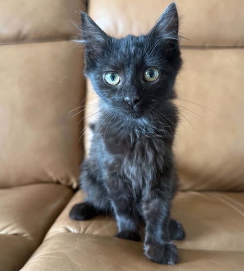 *VIOLET - Domestic Medium Hair available for adoption