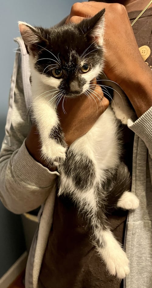 *LENORE DOVE - Domestic Medium Hair available for adoption
