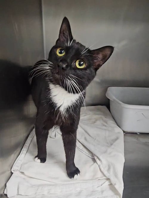 *SMOKE - Domestic Short Hair for adoption in Lynchburg