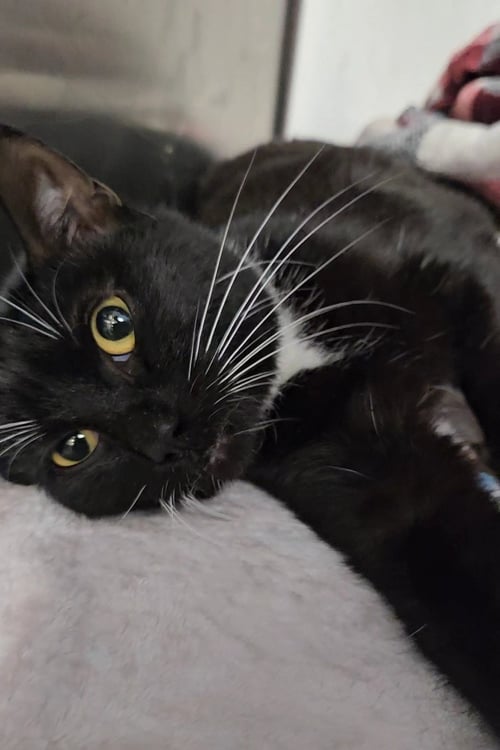 *SMOKE - Domestic Short Hair available for adoption