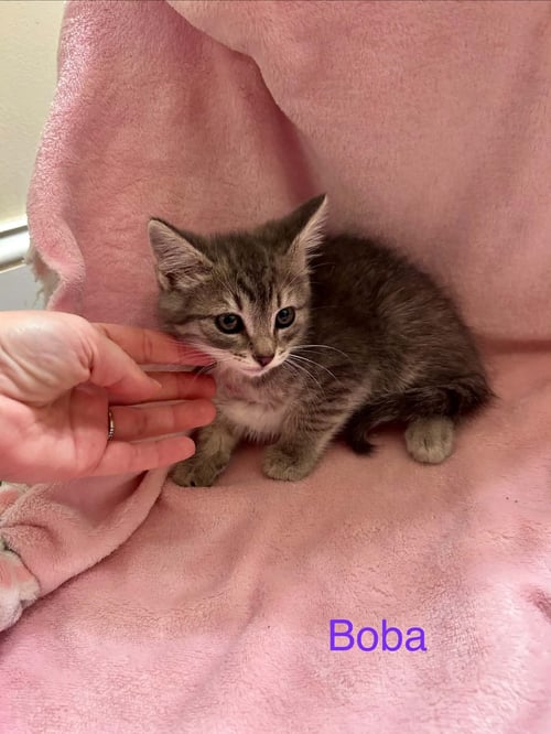 *BOBA