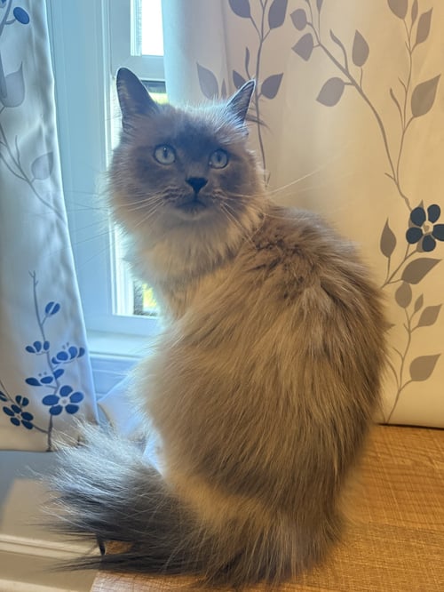 *NEEKO - Domestic Long Hair / Ragdoll available for adoption