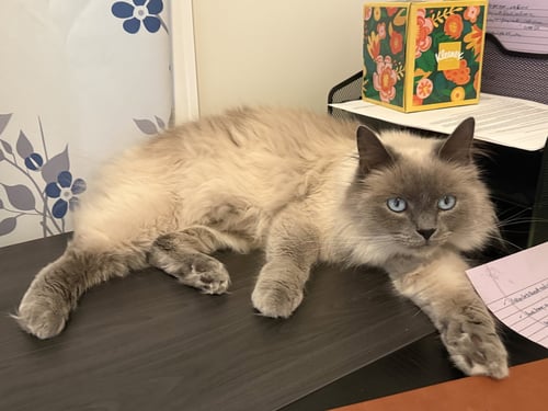 *NEEKO - Domestic Long Hair / Ragdoll available for adoption