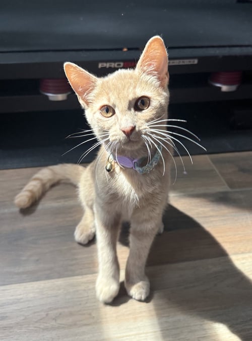 *ROCKET - Domestic Short Hair for adoption in Lynchburg
