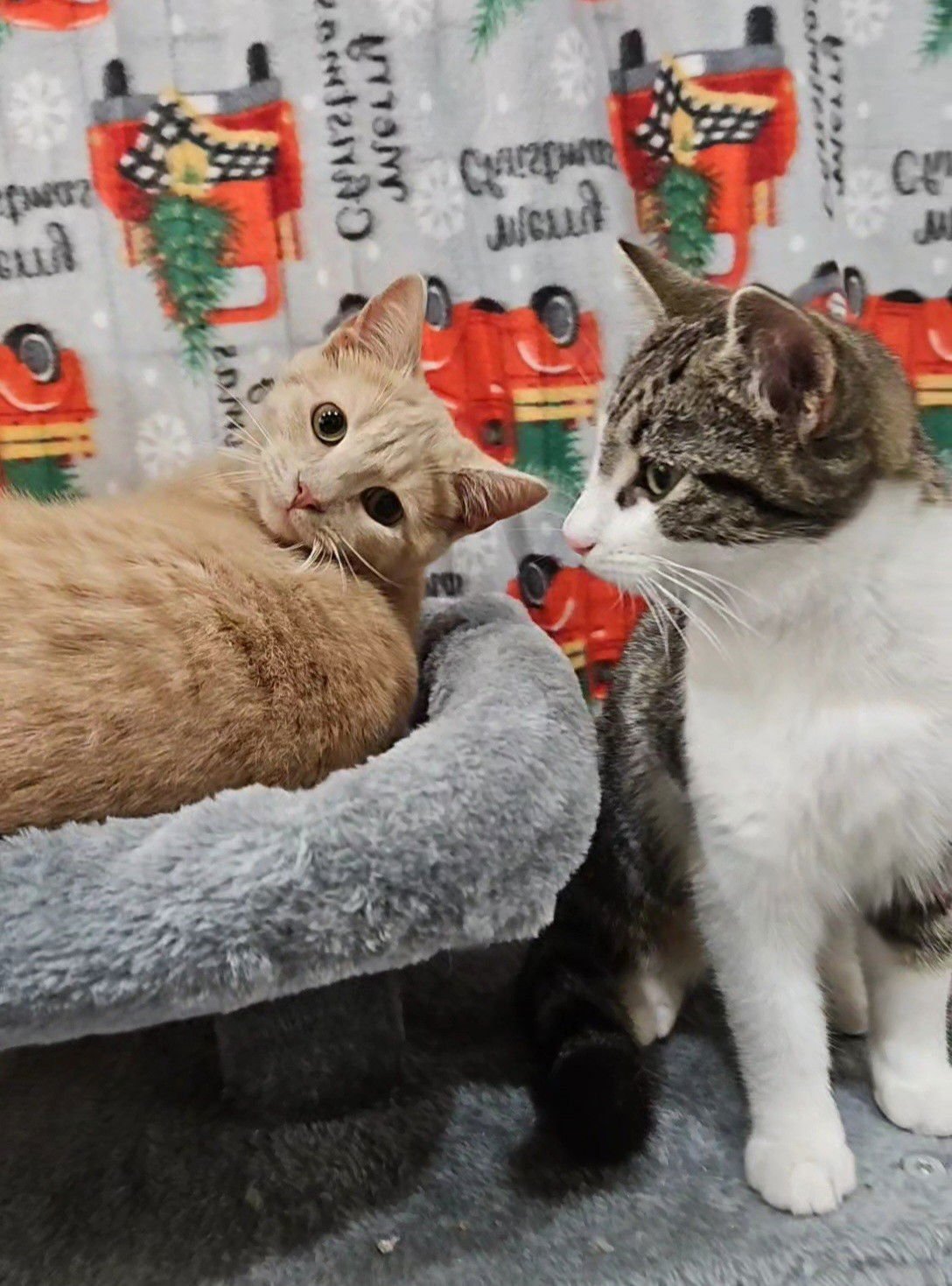 *HONEY BUNCHES OF OATS - Domestic Short Hair available for adoption