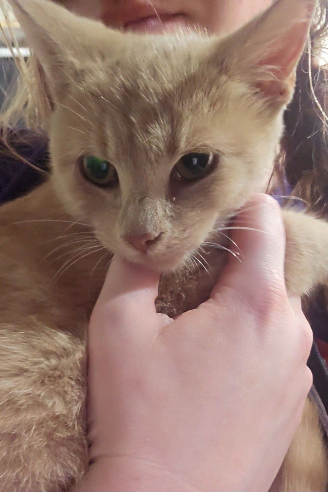 *Honey Bunches of Oats - Photo 4