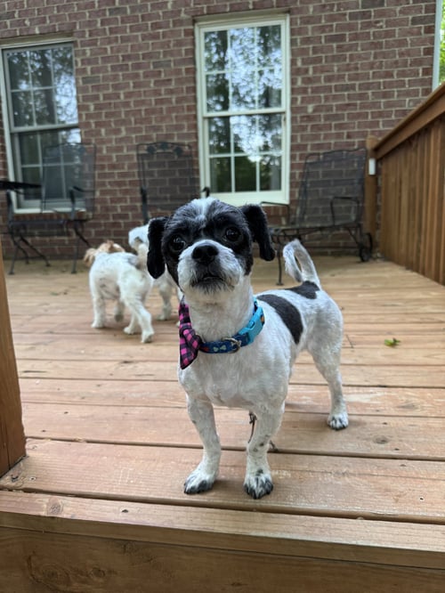 TROOPER - Shih Tzu / Poodle (Miniature) for adoption in Lynchburg