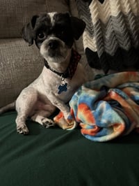 Trooper - Photo 2