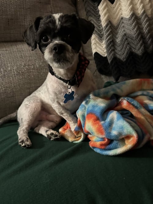 TROOPER - Shih Tzu / Poodle (Miniature) available for adoption