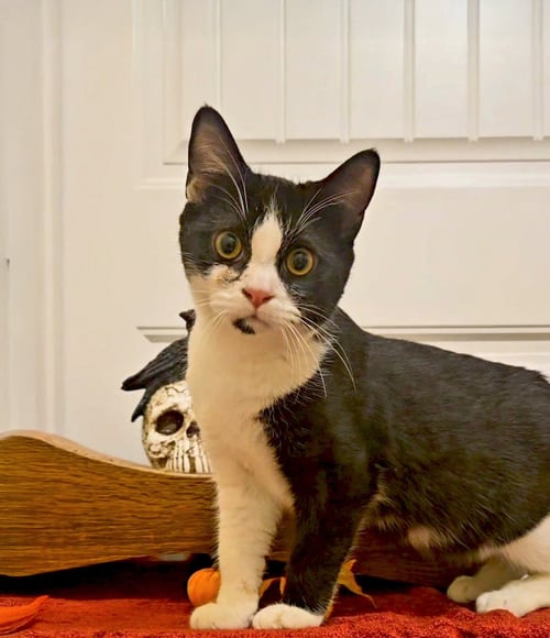 *PHANTOM - Domestic Short Hair for adoption in Lynchburg