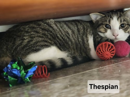 *THESPIAN - Domestic Short Hair available for adoption