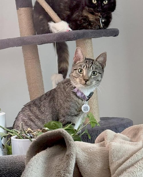 *SAMARA - Domestic Short Hair available for adoption