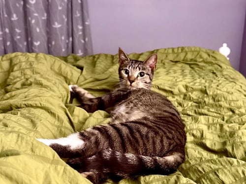 *SAMARA - Domestic Short Hair available for adoption