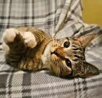 *Samara - Photo 4
