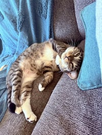 *Samara - Photo 3