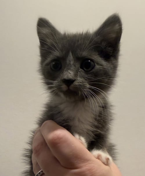 *JUNE - Domestic Short Hair available for adoption