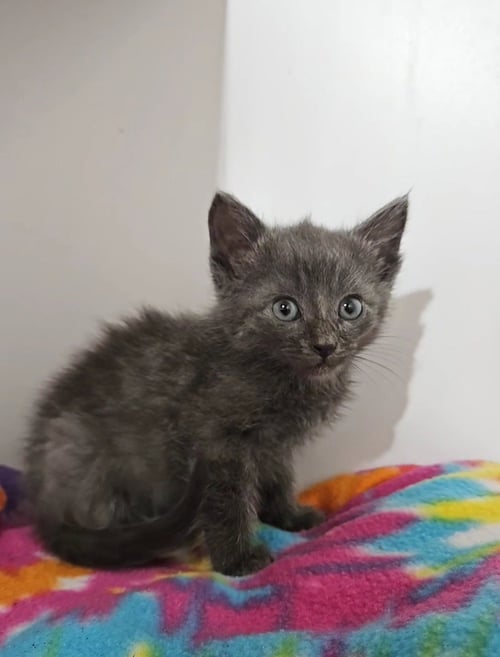 *CACHE - Domestic Short Hair available for adoption