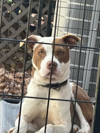 Enzo - Photo 8