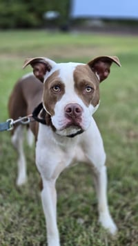 Enzo - Photo 1