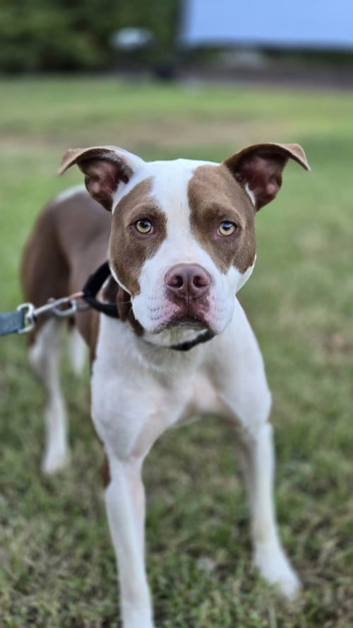 ENZO - American Pit Bull Terrier / Hound for adoption in Lynchburg