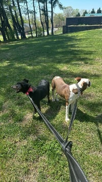 Enzo - Photo 6