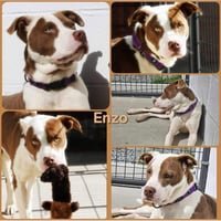 Enzo - Photo 7