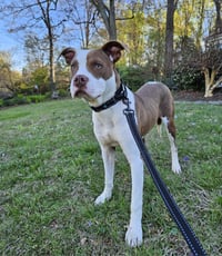 Enzo - Photo 3